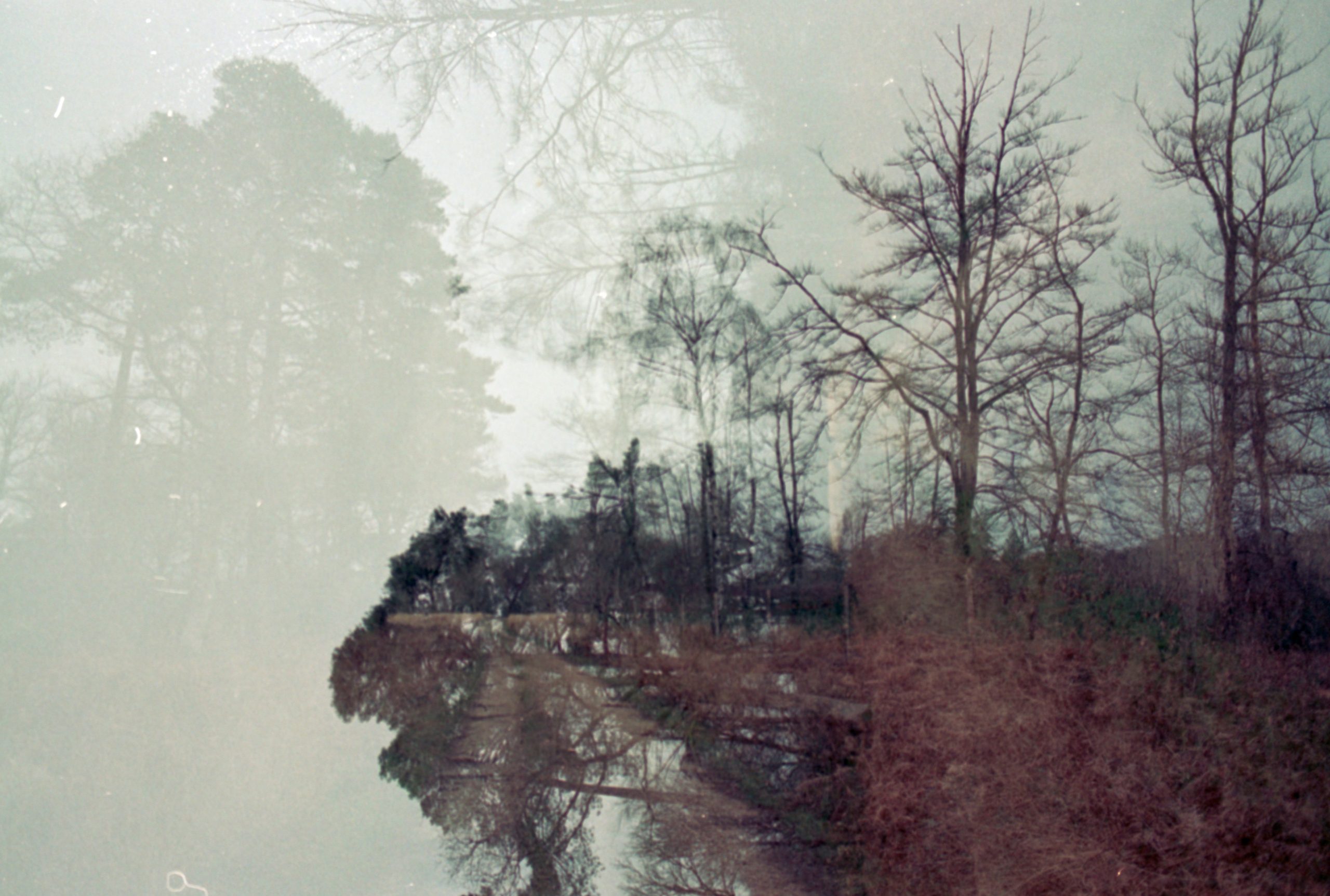 Forest with torn edges symbolizing memory loss and confusion during menopause.