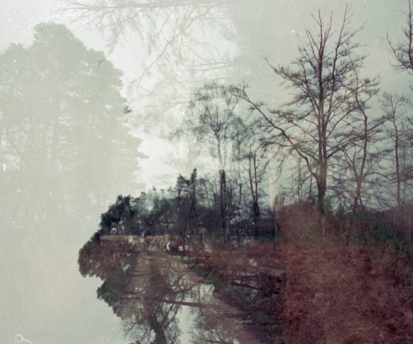 Memory Loss During Menopause: Understanding the Impact Forest with torn edges symbolizing memory loss and confusion during menopause.